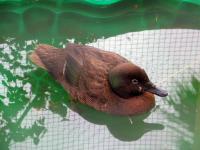 Albums/20060200-New Zealand 2006/20060210-Te Anau to Milford/55